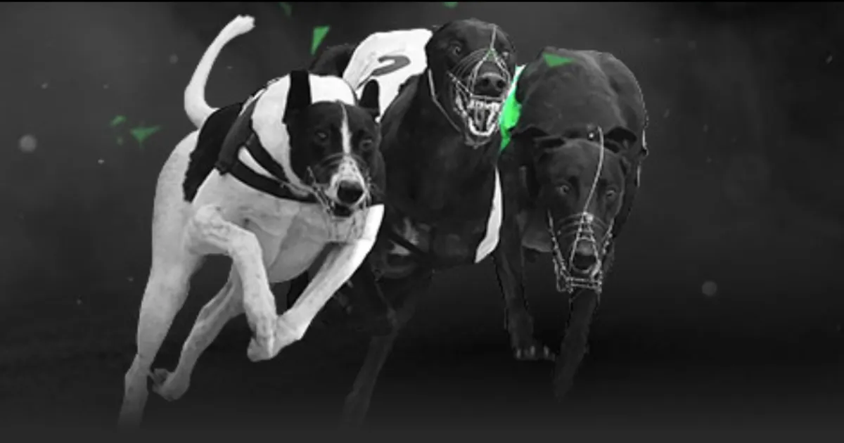 揭秘自由式,滑雪创新技,央视新闻客,HuaTiHui,Sports,华体会体育,华体会体育入口,华体会体育官网,华体会体育APP下载